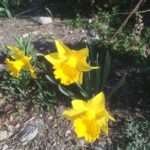 Lire la suite à propos de l’article Le printemps de Pâques revient dans notre communauté