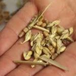 Lire la suite à propos de l’article Lectures du dimanche 13 décembre 2015 (3ème dimanche du Temps de l&rsquo;Avent)