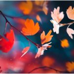 Lire la suite à propos de l’article Horaires des messes – Novembre 2025